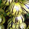 Solanum caripense